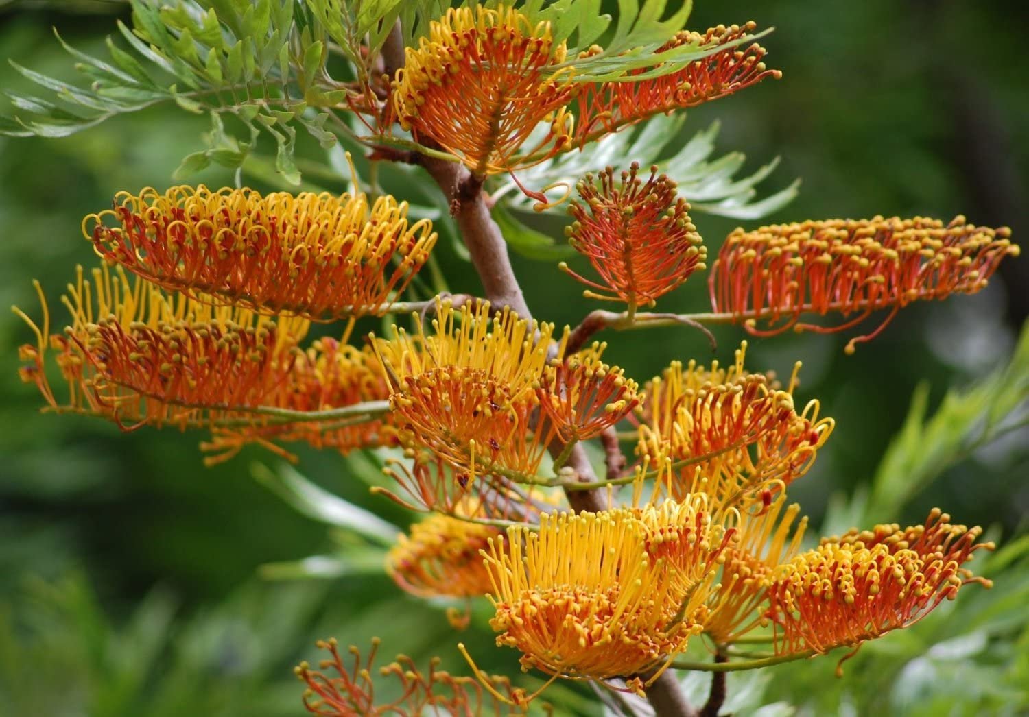 Grivillia Robusta