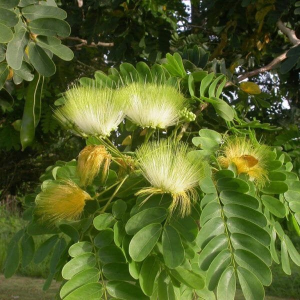 Albizia Lebbeck Dirishinam tree seeds