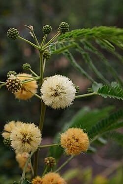 Albizzia Odertissima