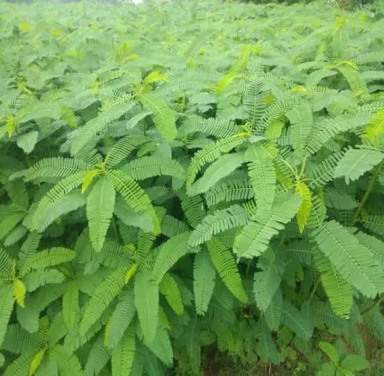 Daincha Seeds for healthier soil