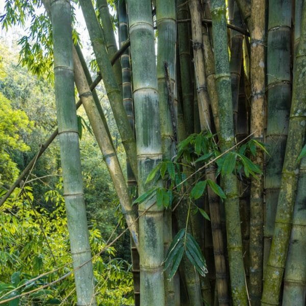 Dendracalamus Strictus Solid Small Bamboo tree seeds