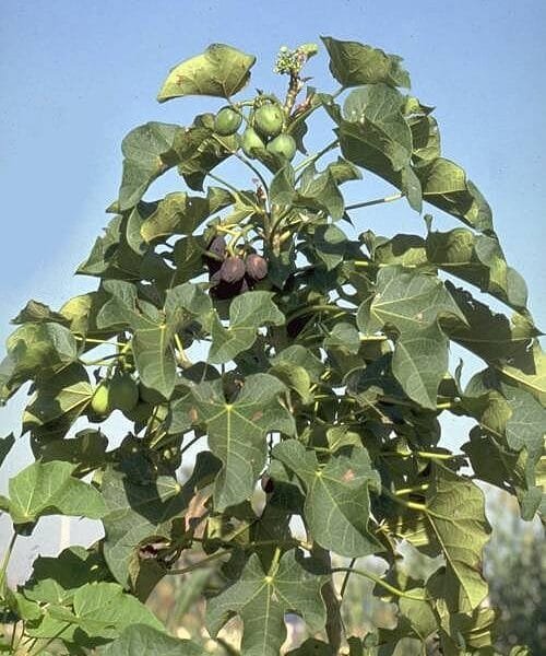 Jatroba Carcus organic tree seeds