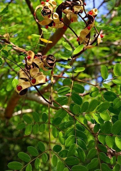 Adenanthera pavonina Coral Wood Red Bead Tree Seeds