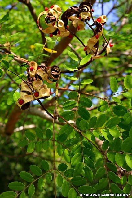 Adenanthera pavonina Coral Wood Red Bead Tree Seeds