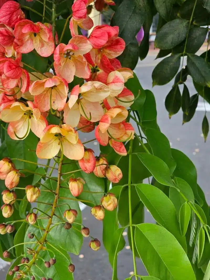 Cassia Javanica Apple blossom tree seeds