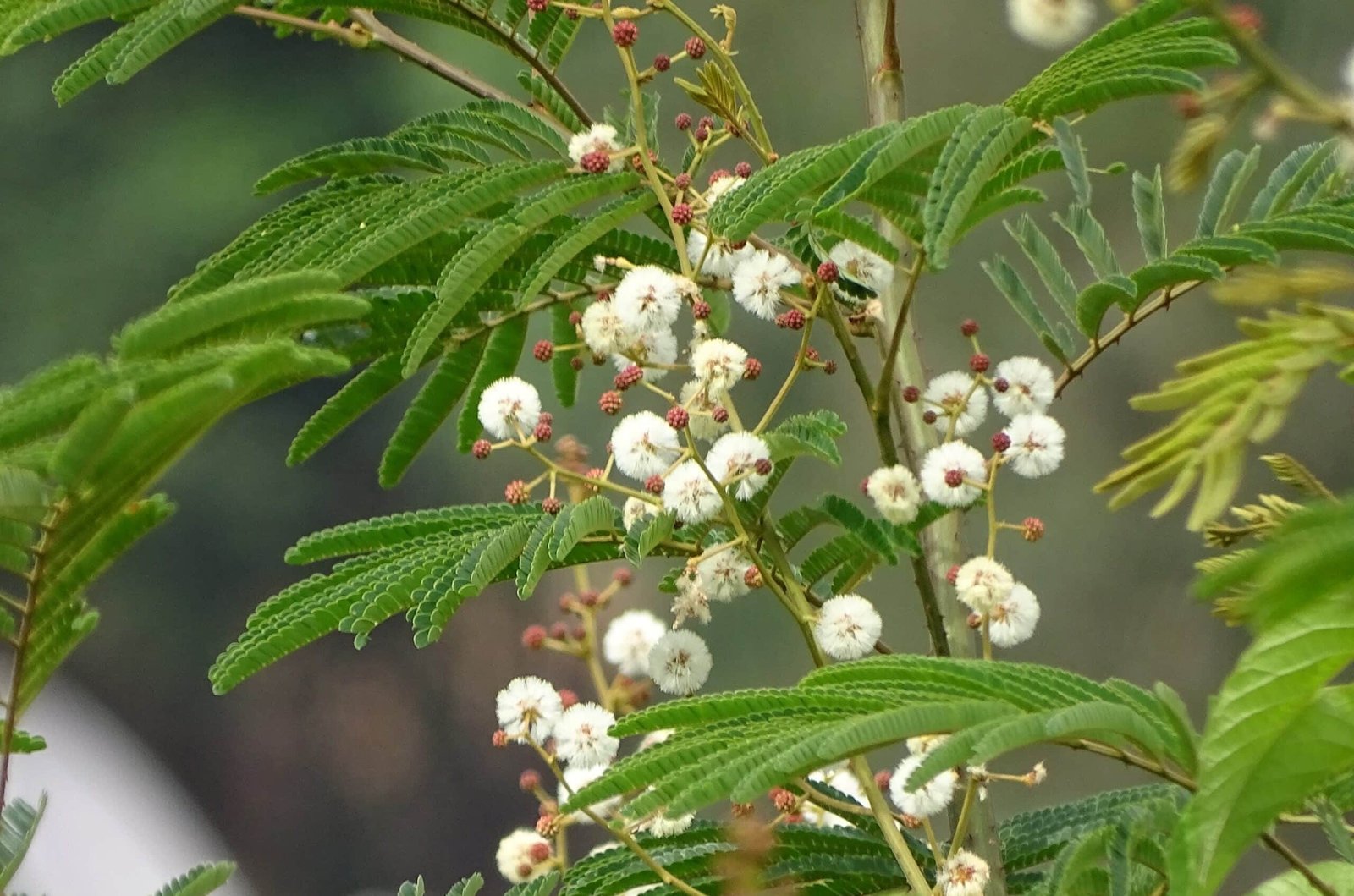 Acacia Lucopholea