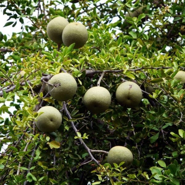 Feronia Elephantam organic tree seeds