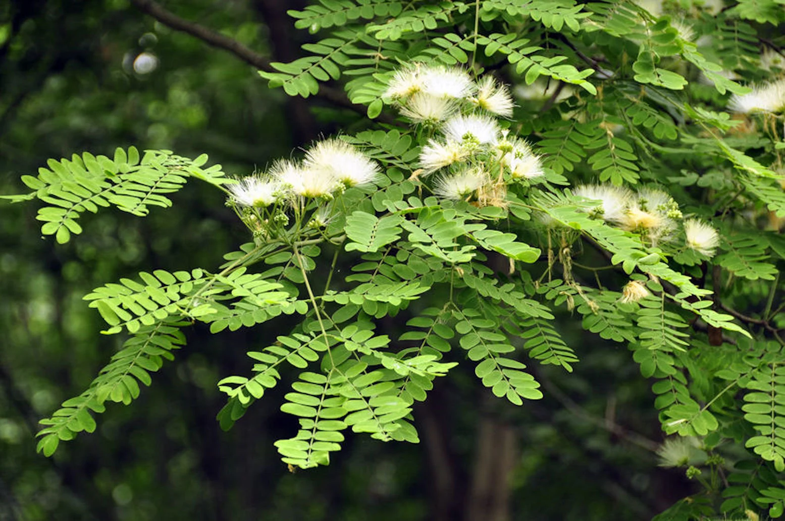 Albizia Richardiana Elephant ear tree seeds (14)