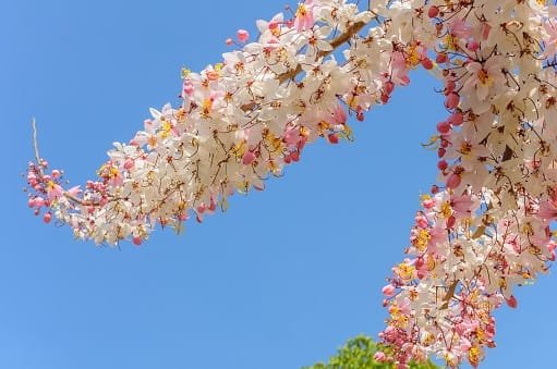 Cassia Grandis tree seeds (28)