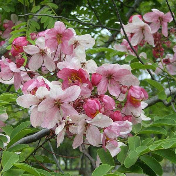 Cassia Nadosa pink shower tree seeds