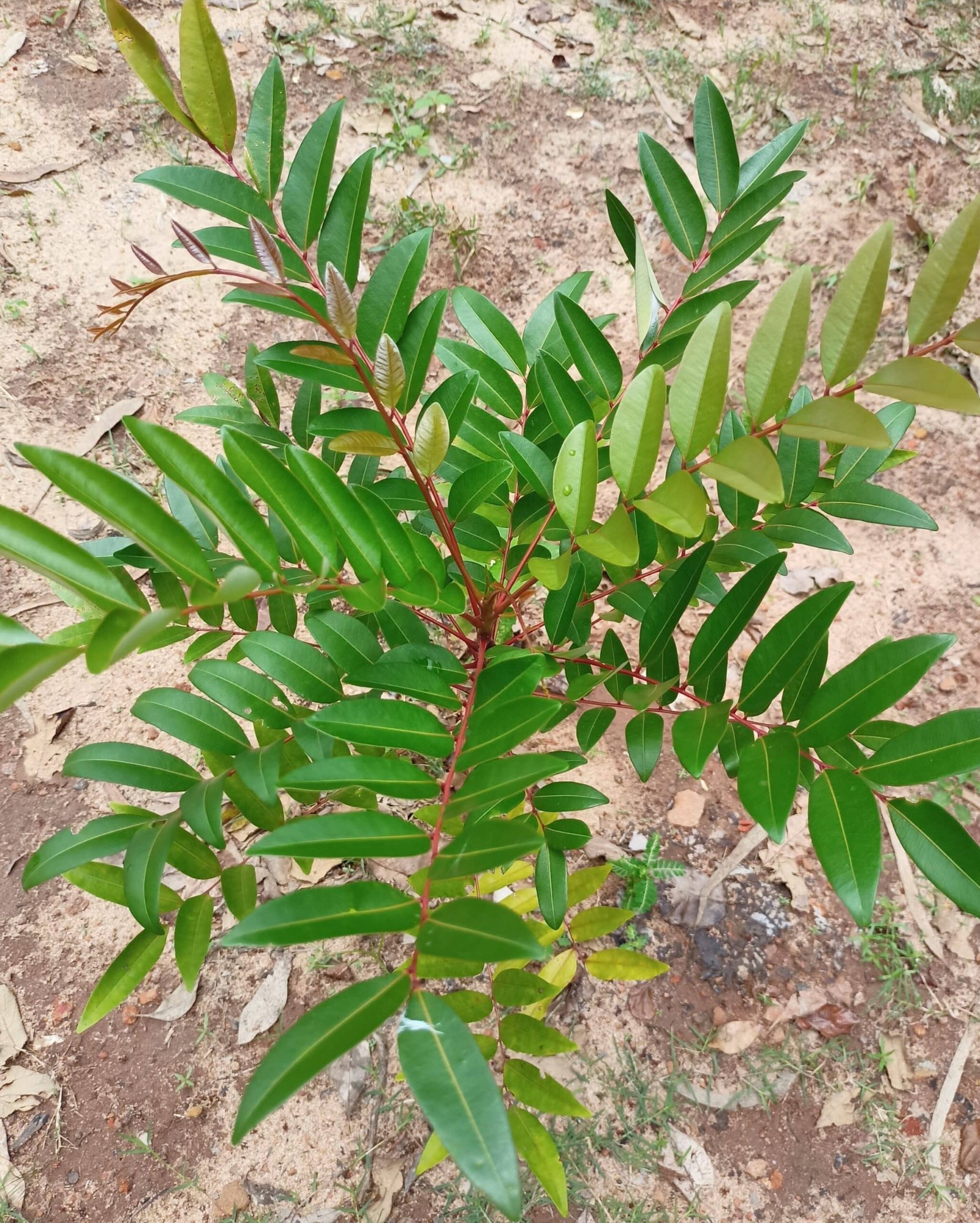 Simarouba glauca paradise tree seeds