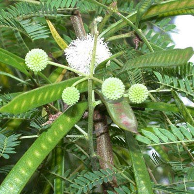 Leucaena leucocephala Subabul tree seeds