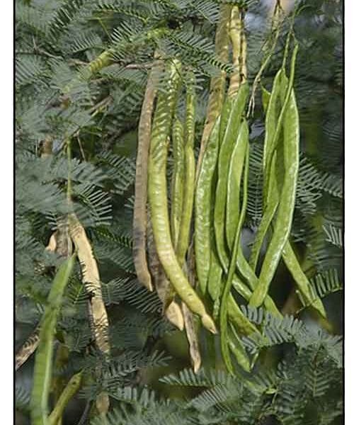 Prosopis Juliflora fencing babul tree seeds