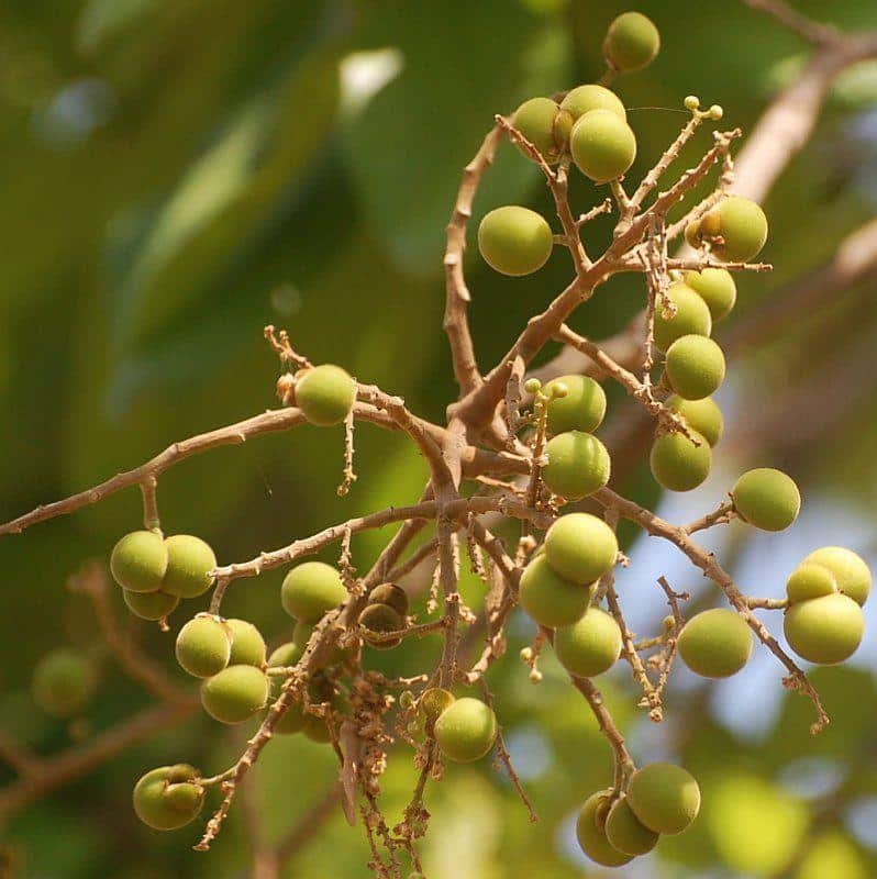 Sapindus Emarginatus soap nut tree seeds