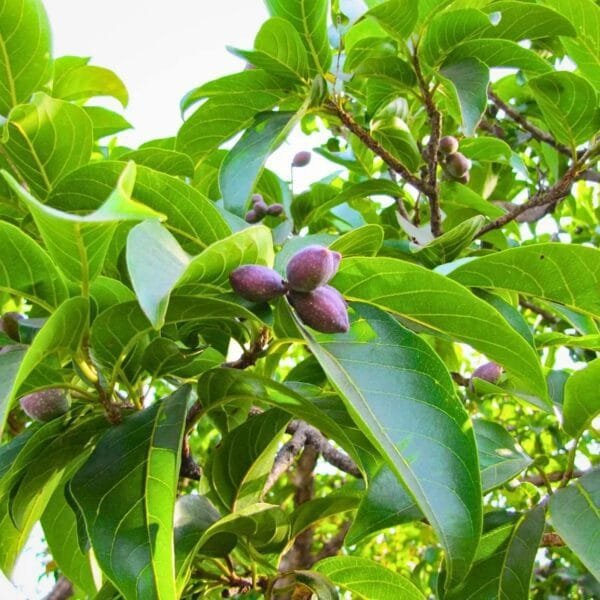 Terminalia chebula tree seeds