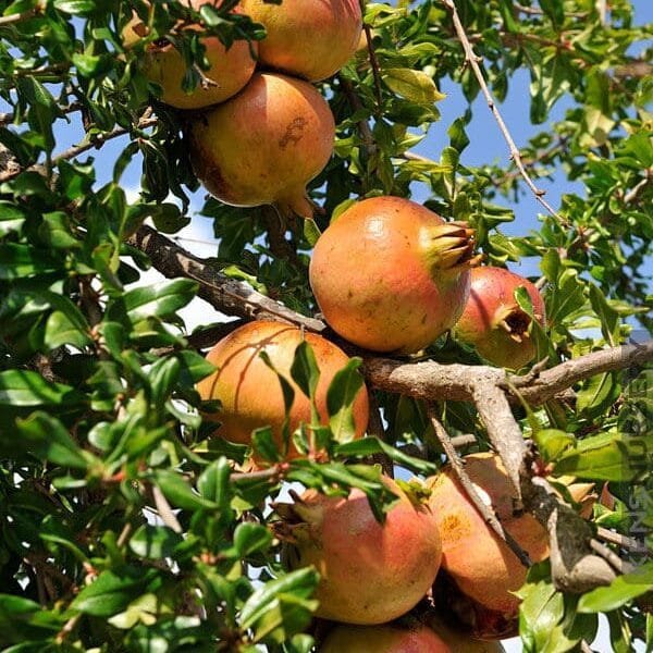 Pomegranate fruit tree seeds