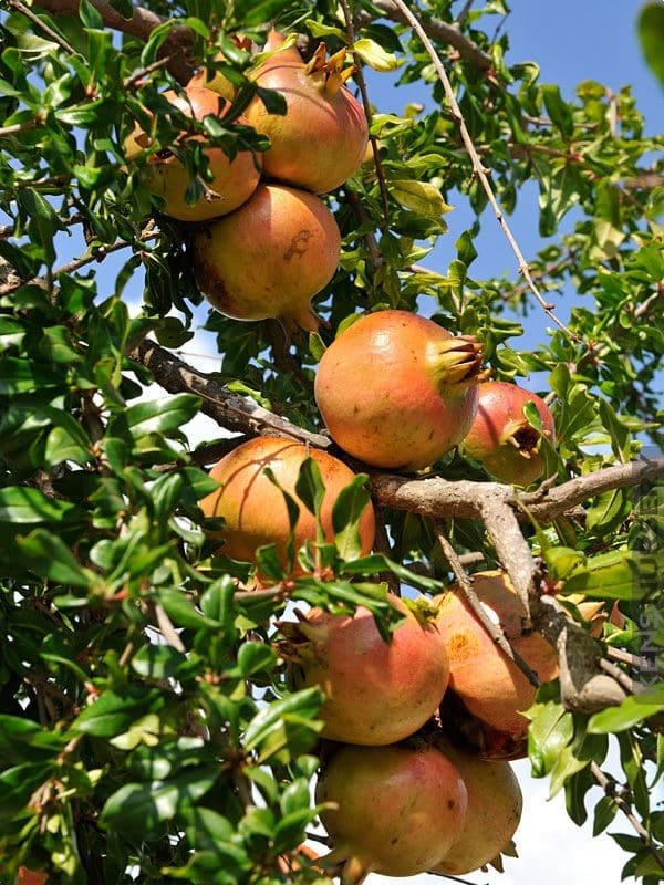Pomegranate fruit tree seeds