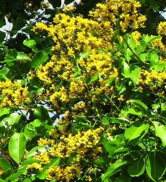 Pterocarpus Marsapium Malabar Kino Tree Seeds