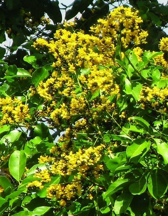 Pterocarpus Marsapium Malabar Kino Tree Seeds