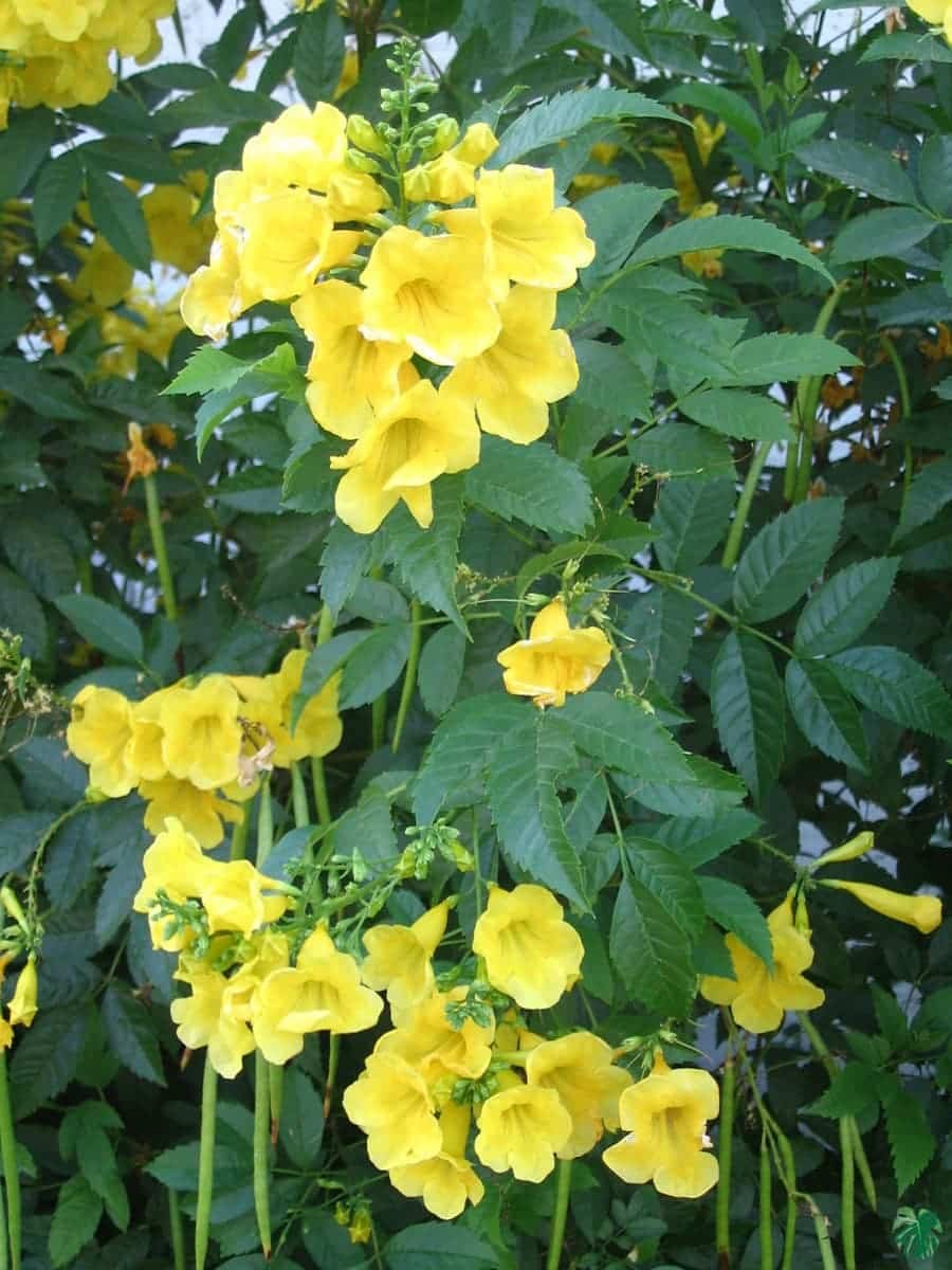 Tecoma Stans Yellow Bell tree seeds