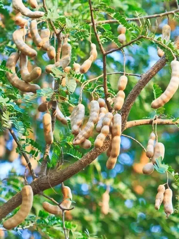 Tamarindus Indica tamarind tree seeds