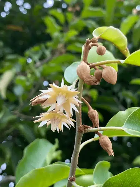 Mimusops Elengi Spanish cherry tree seeds