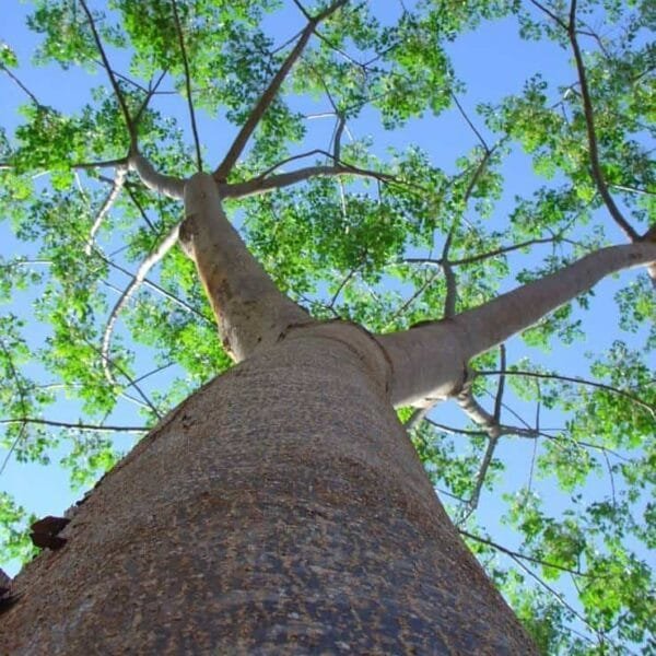 Melia Dubia Malabar Neem tree seed