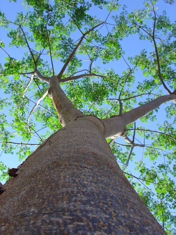 Melia Dubia Malabar Neem tree seed