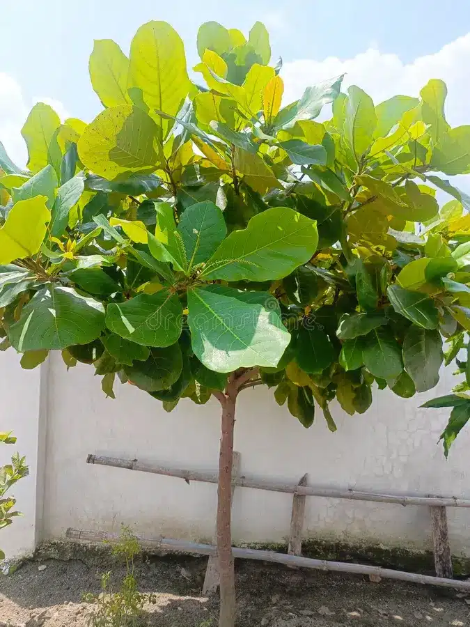 Terminalia Catappa Indian almond tree seeds
