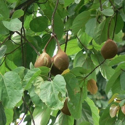 Sterculia alata buddha nut tree seeds