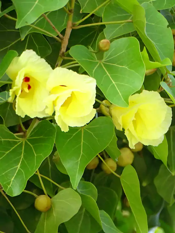 Thespesia populnea Indian Tulip tree seeds