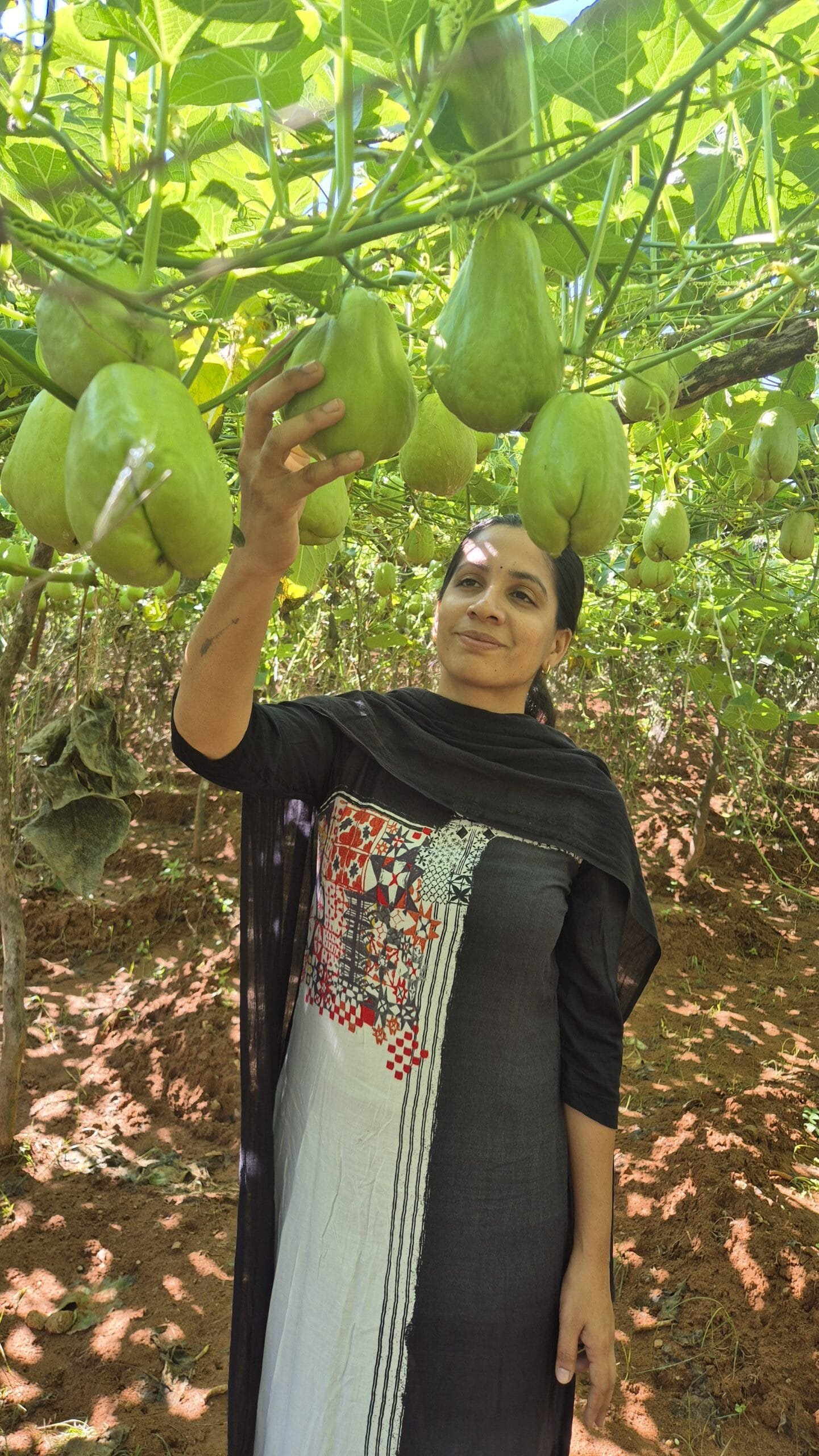 Native Chayote (Chow Chow செள செள) organic seeds