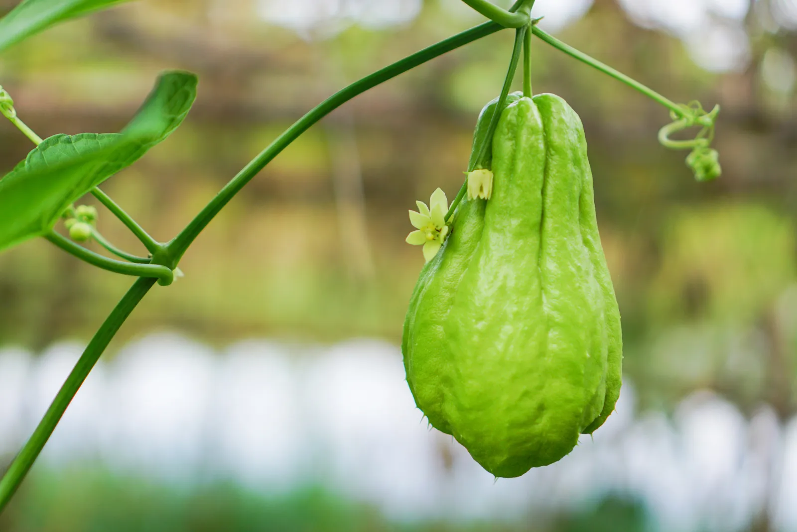 Native Chayote (Chow Chow செள செள) organic seeds