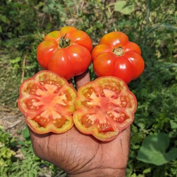 Native Polur Ribbed Tomato Seeds
