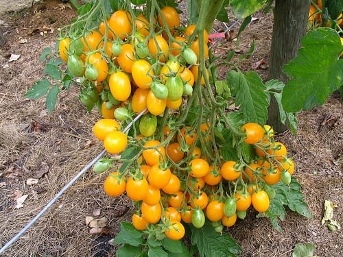 Heirloom Ildi Tomato seeds - Image 2