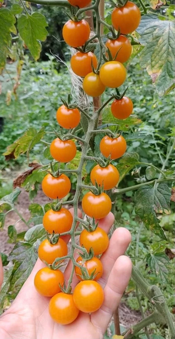 Golden Sun Gold Cherry Tomato Seeds