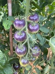 Heirloom Blue Berry Cherry Tomato Seeds - Image 3