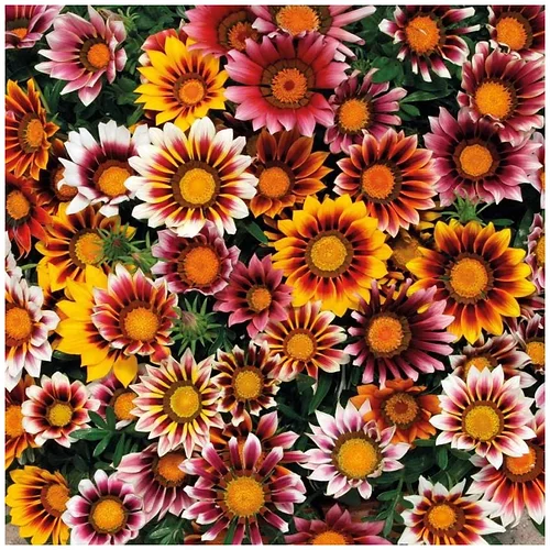 Gazania Sunshine Mix Flower Seeds-Easy To Grow In Pots - Image 4
