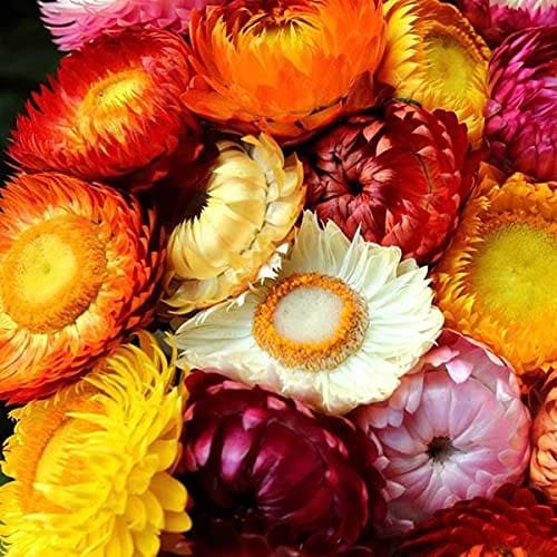 Helichrysum Dwarf Mix Flower Seeds-Everlasting Flower For Borders - Image 2