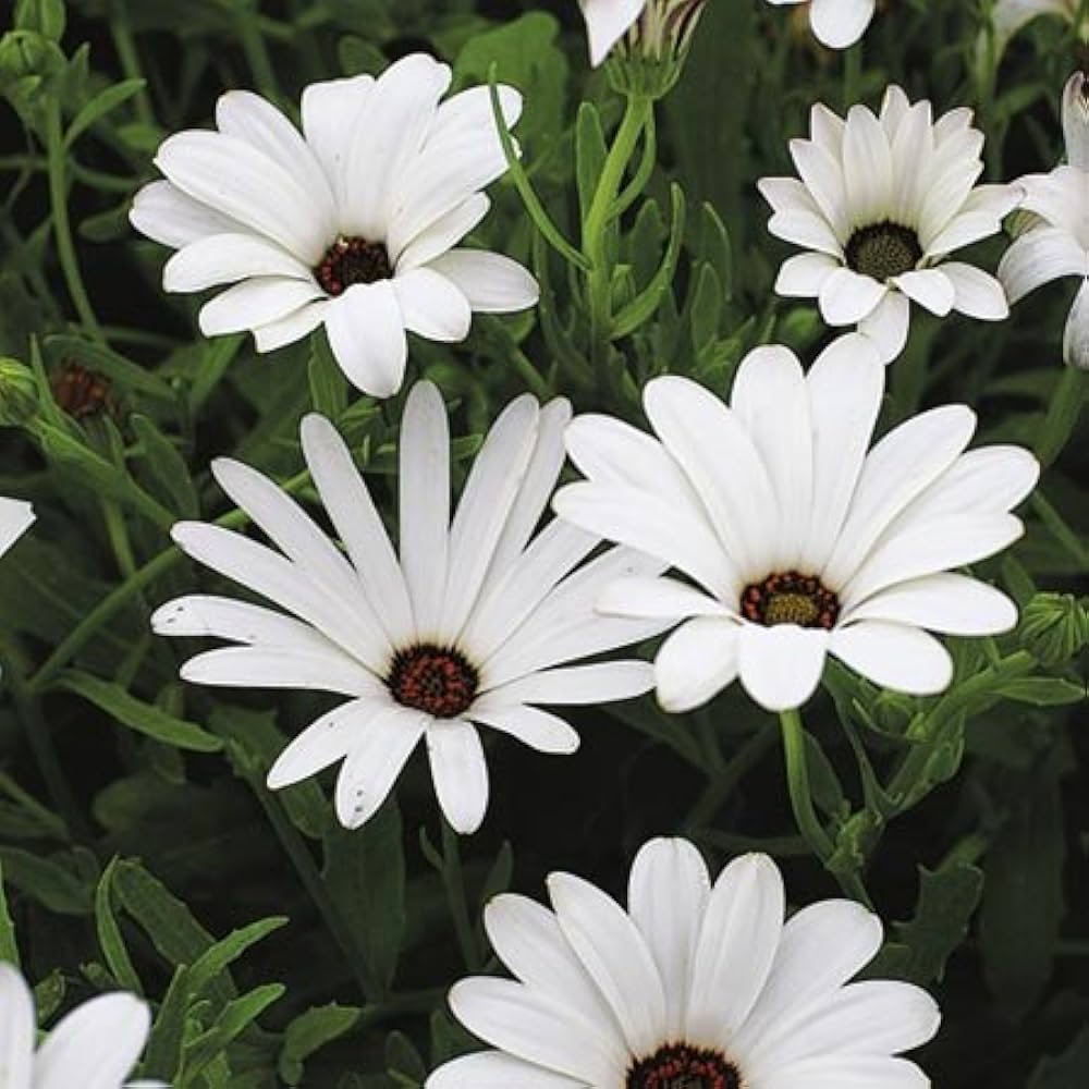 Premium Dimorphotheca White Perennial Flower OP seeds
