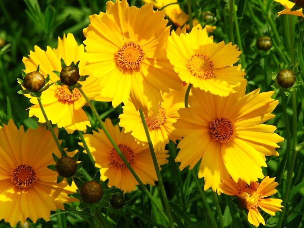 Coreopsis Mayfield Beauty Flower Seeds-Easy To Grow/Best For Terrace Garden
