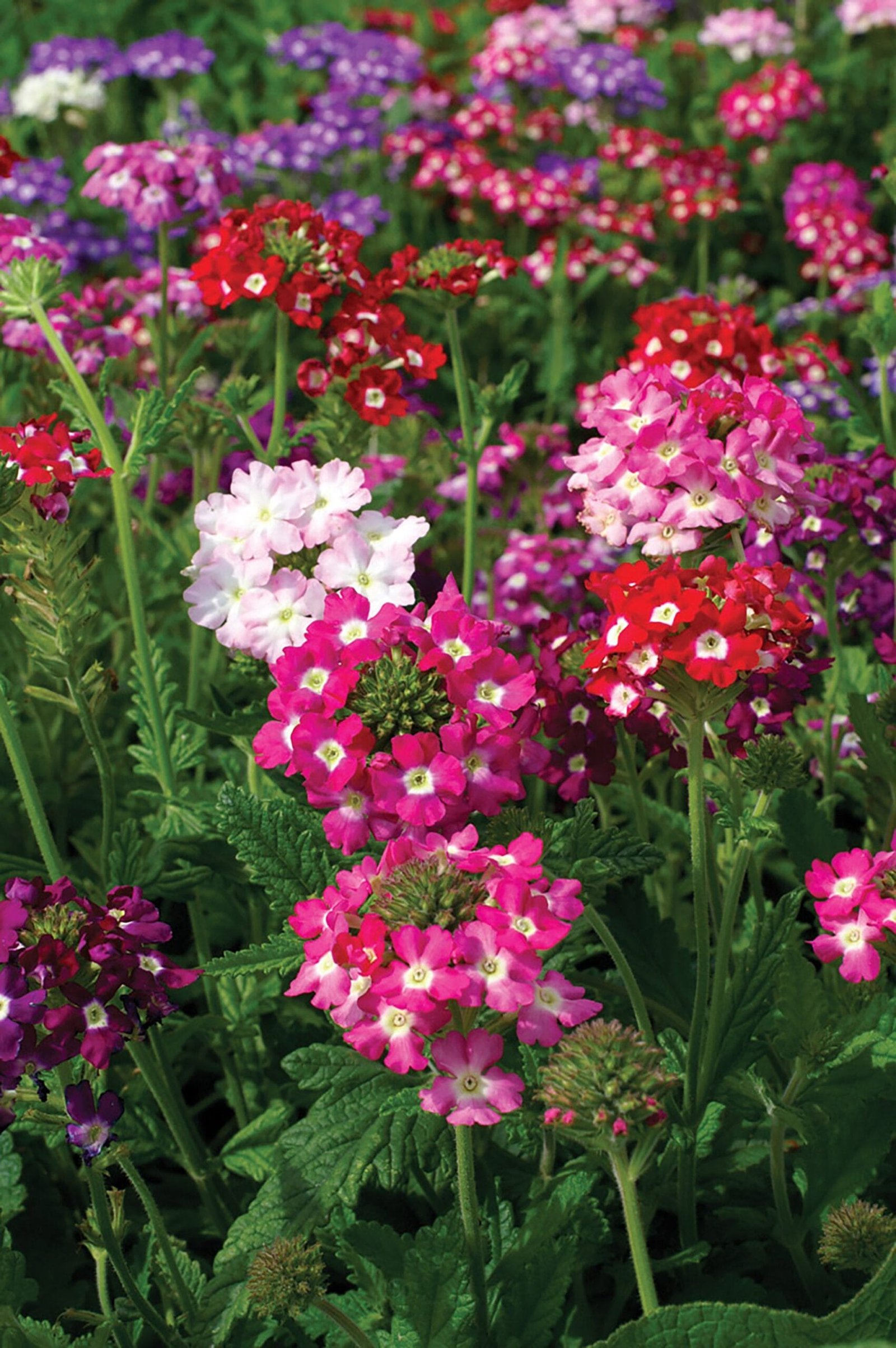 Buy Stunning Verbena Ideal Mix Flower OP Seeds Online in India