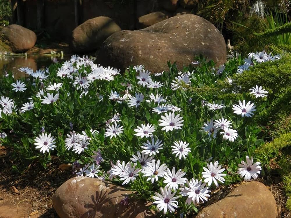 Premium Dimorphotheca White Perennial Flower OP seeds