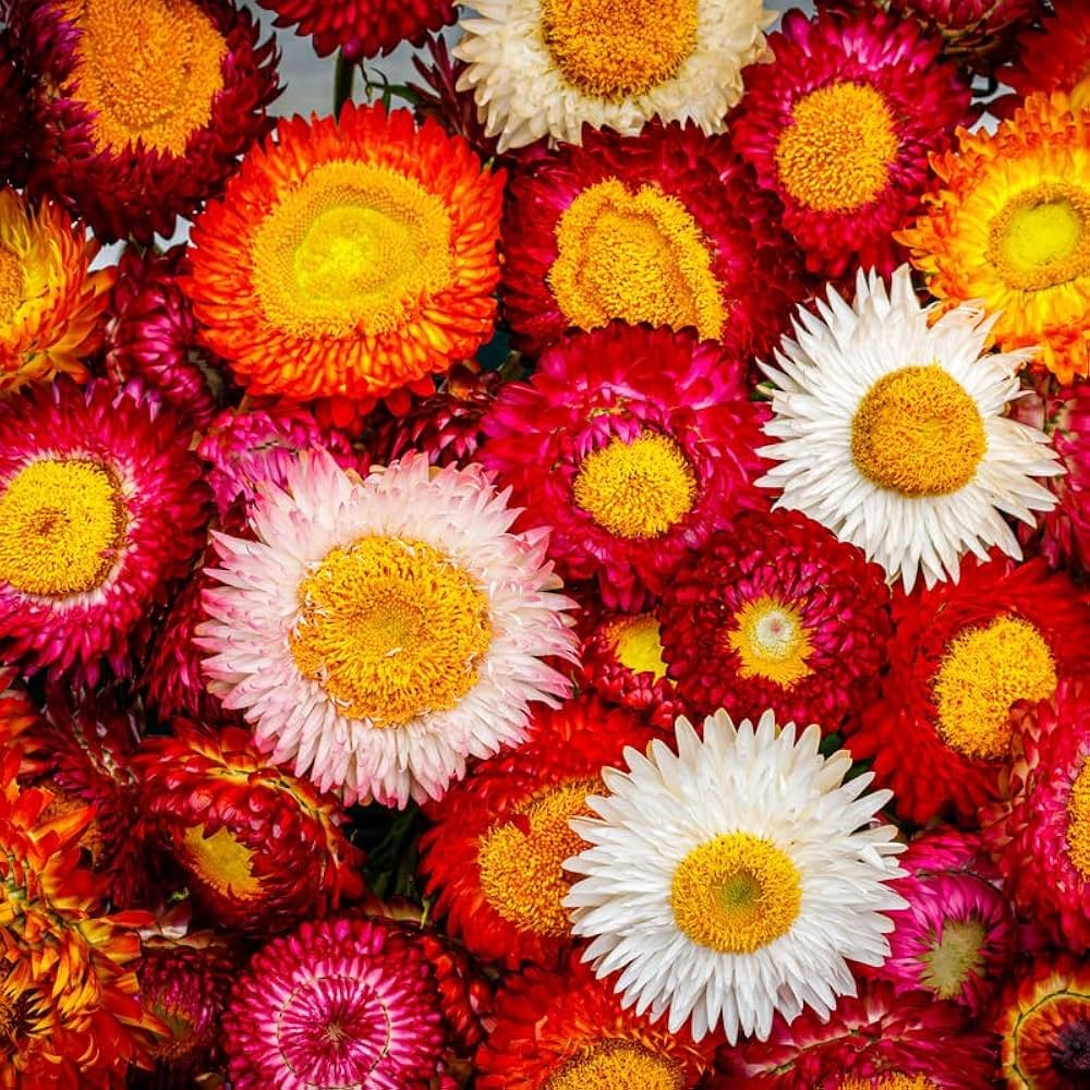 Helichrysum Dwarf Mix Flower Seeds-Everlasting Flower For Borders