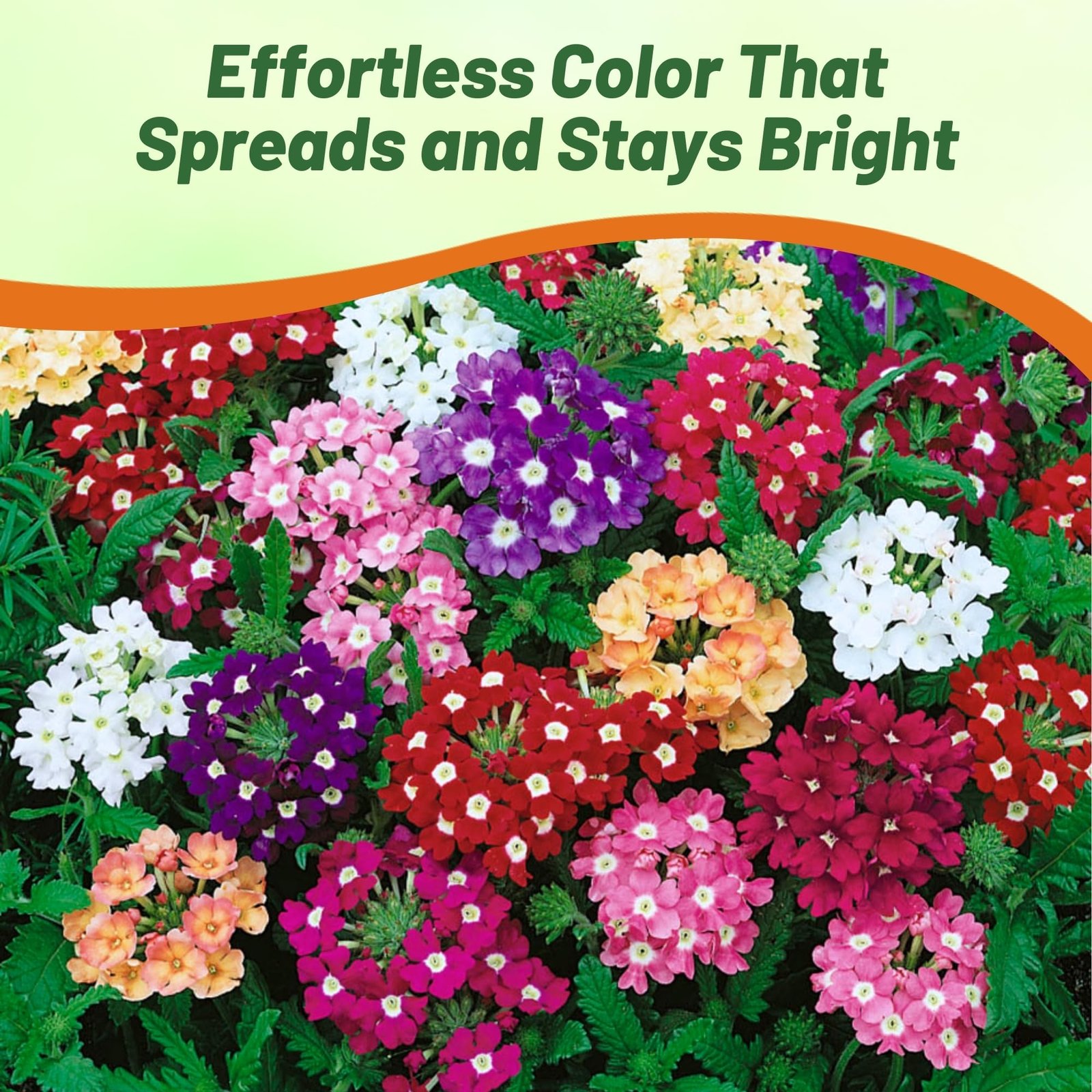 Buy Stunning Verbena OP Flower Seeds Online in India