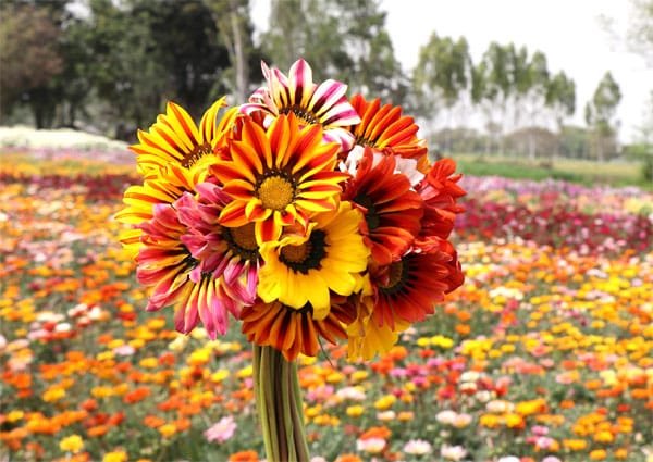 Gazania Sunshine Mix Flower Seeds-Easy To Grow In Pots