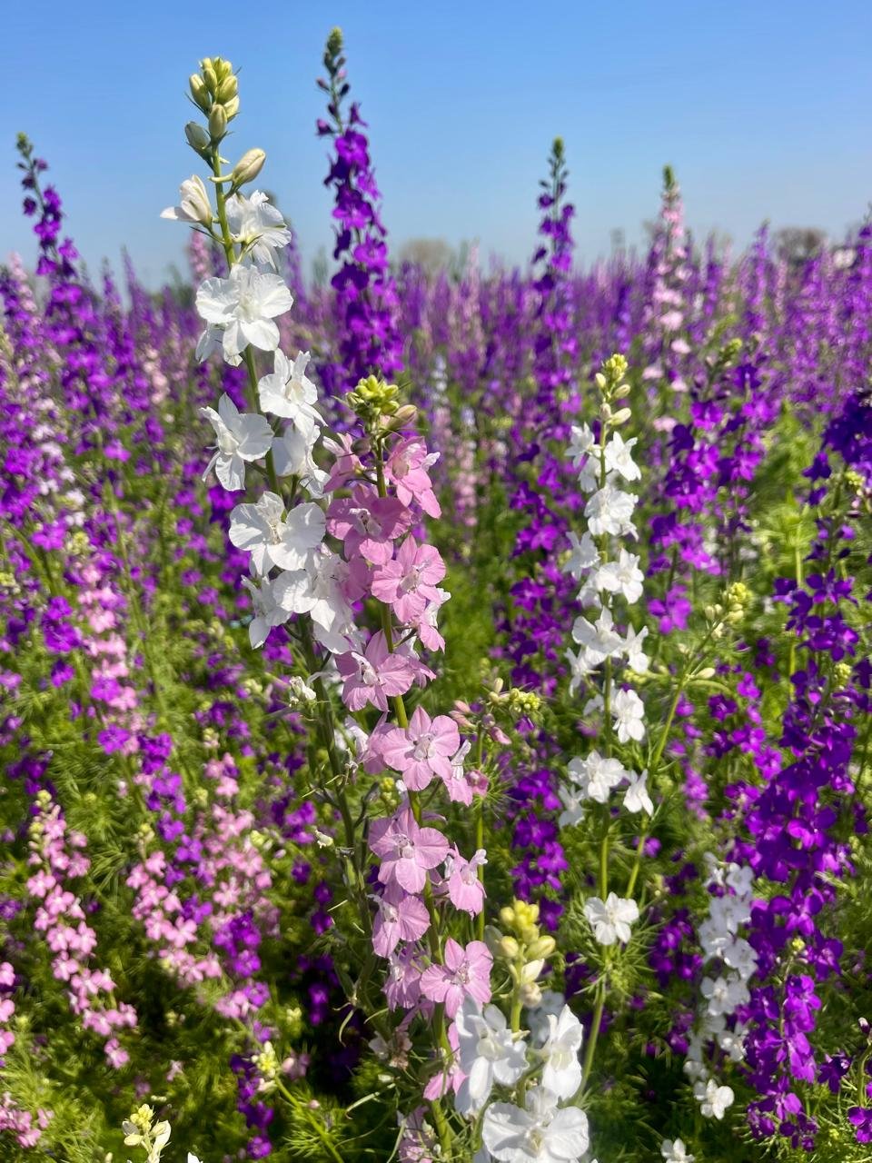 Delphinium Imperial Larkspur Mix Flower Seeds Online in India-Easy to Grow and Winter Blooming-HOOGA Seeds