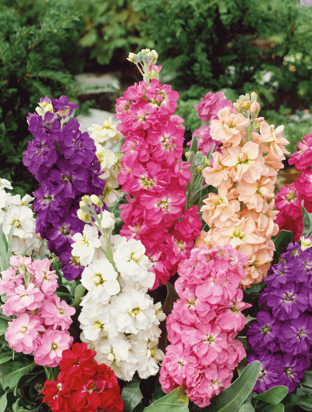 Maithola Stock op premium flower seeds