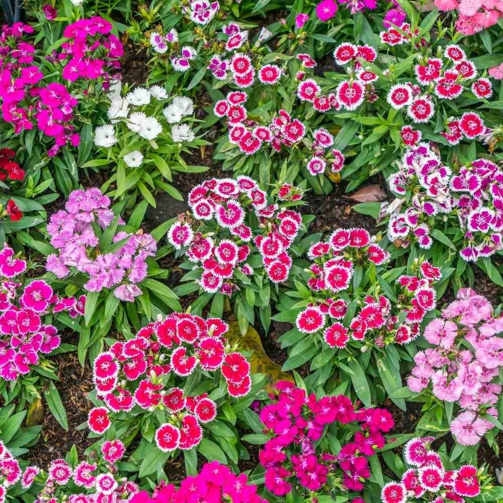 Dianthus Baby Doll Mix Flower Seeds-Easy to Grow and Perfect for Pots and Gardens
