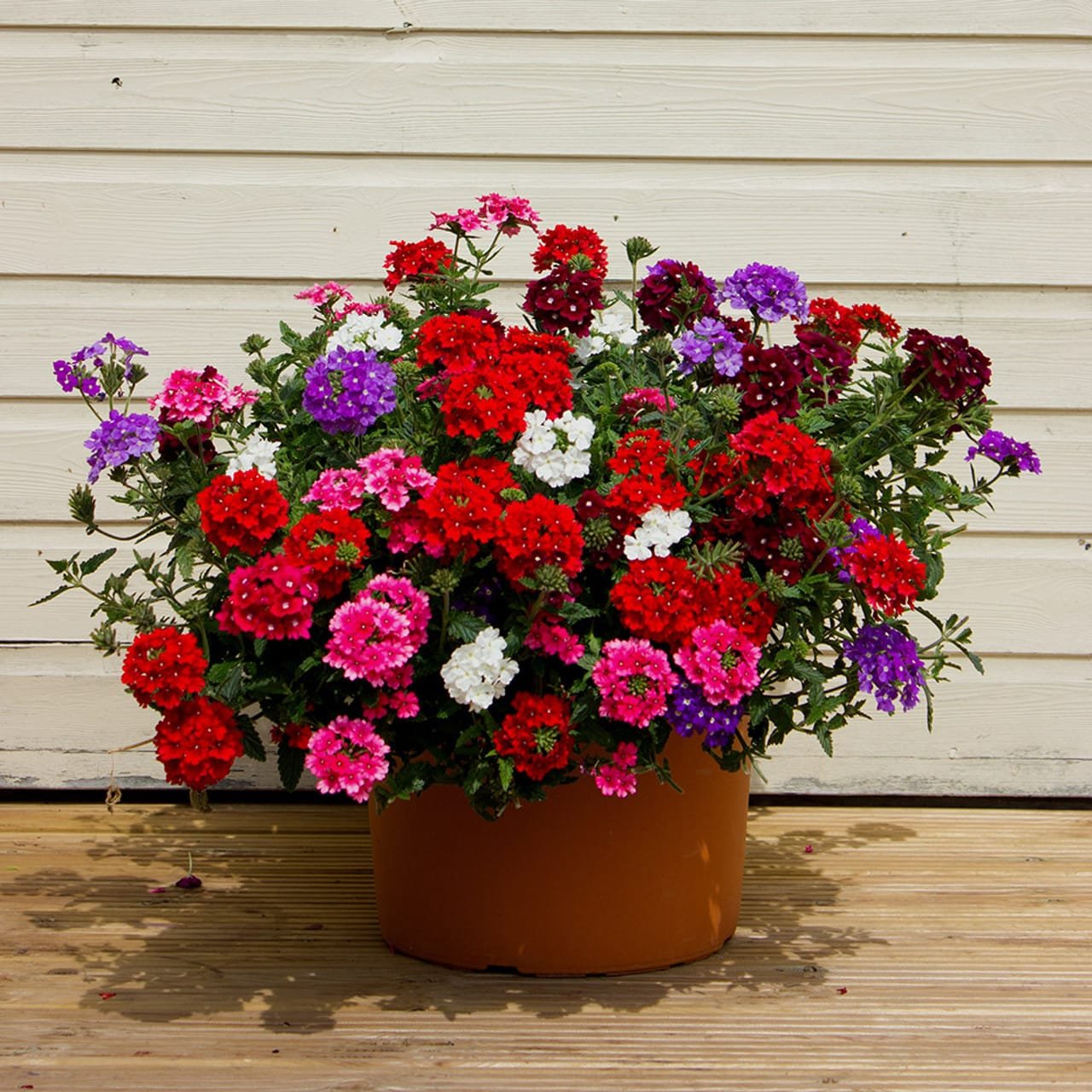 Buy Stunning Verbena Ideal Mix Flower OP Seeds Online in India